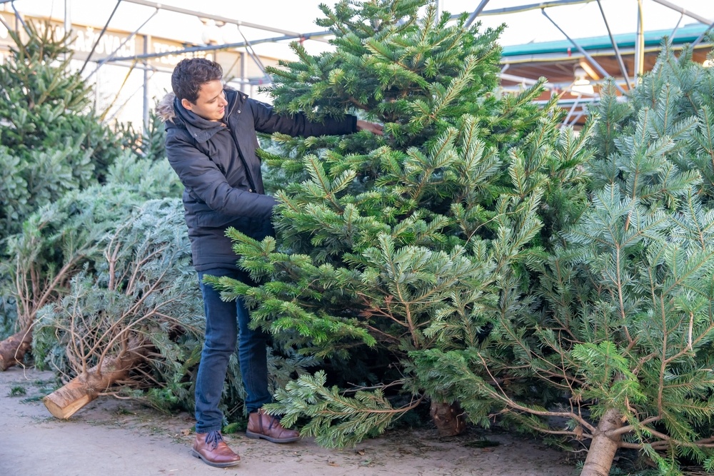 How to choose the right Christmas tree Bosworths Garden Centre