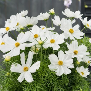 Cosmos Symphony White 4 Pack